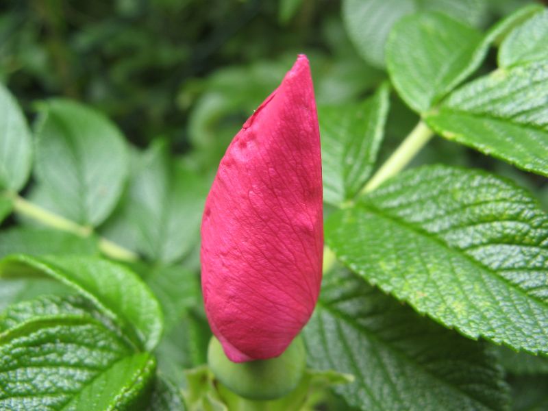 Wczytywanie Obrazu...