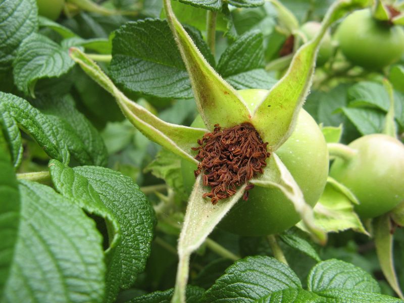 Wczytywanie Obrazu...