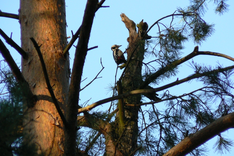 Wczytywanie Obrazu...