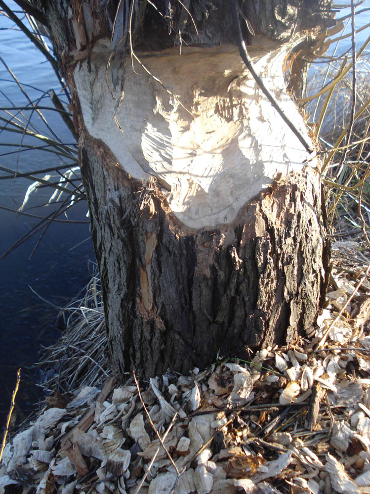 Wczytywanie Obrazu...