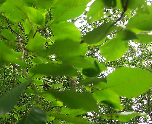 Wczytywanie Obrazu...