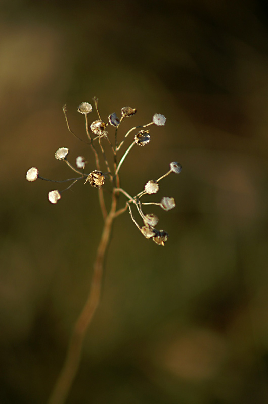 Wczytywanie Obrazu...