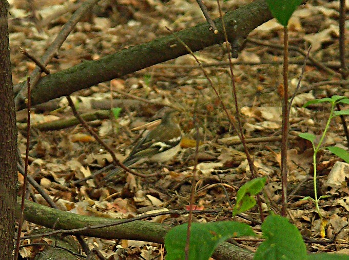 Wczytywanie Obrazu...