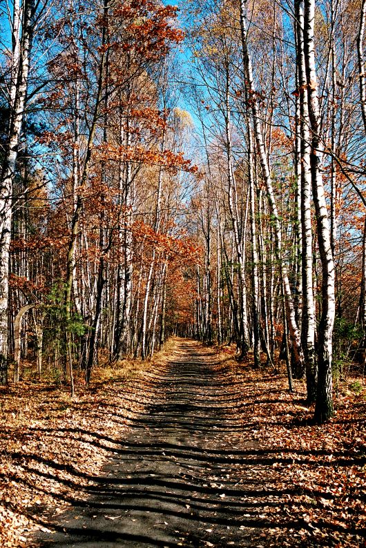 Wczytywanie Obrazu...