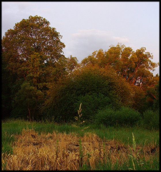 Wczytywanie Obrazu...