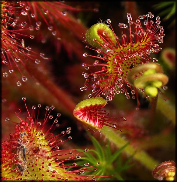 Wczytywanie Obrazu...