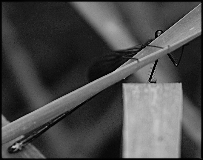 Wczytywanie Obrazu...