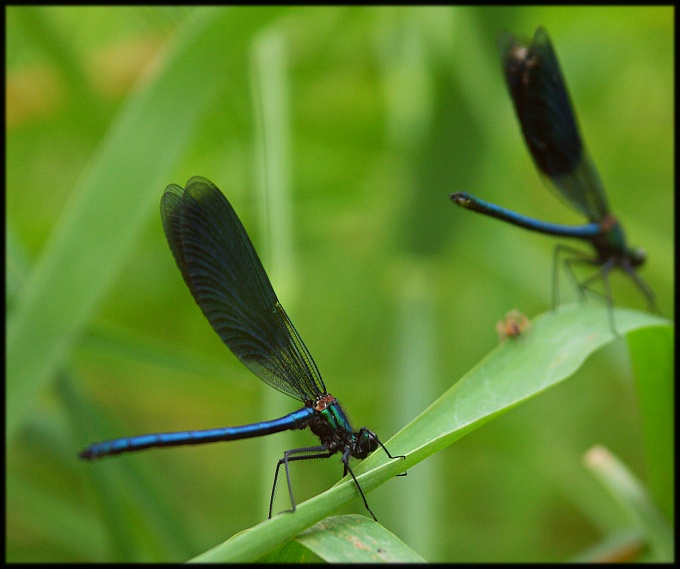 Wczytywanie Obrazu...