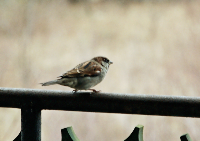 Wczytywanie Obrazu...