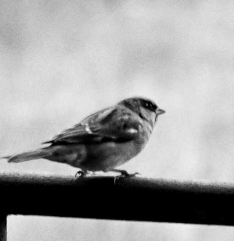 Wczytywanie Obrazu...