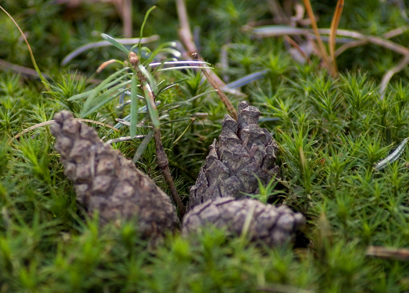 Wczytywanie Obrazu...