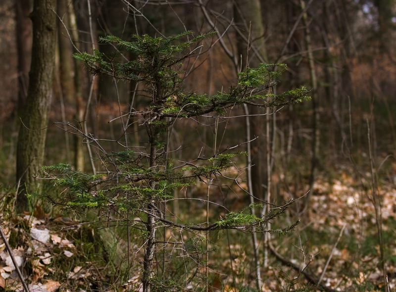 Wczytywanie Obrazu...