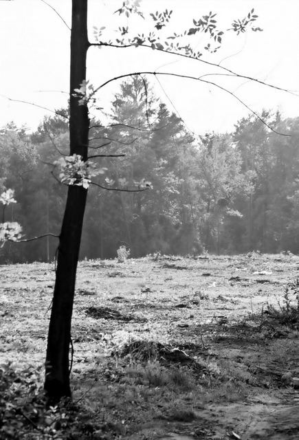 Wczytywanie Obrazu...