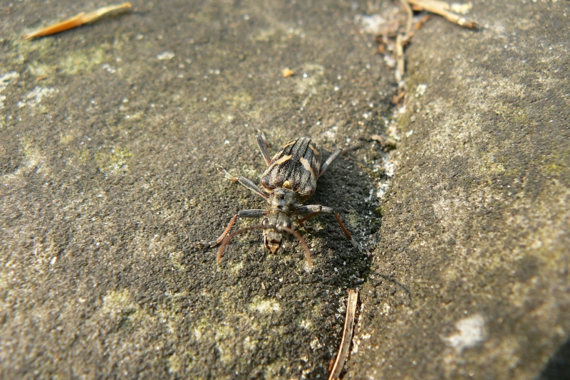 Wczytywanie Obrazu...