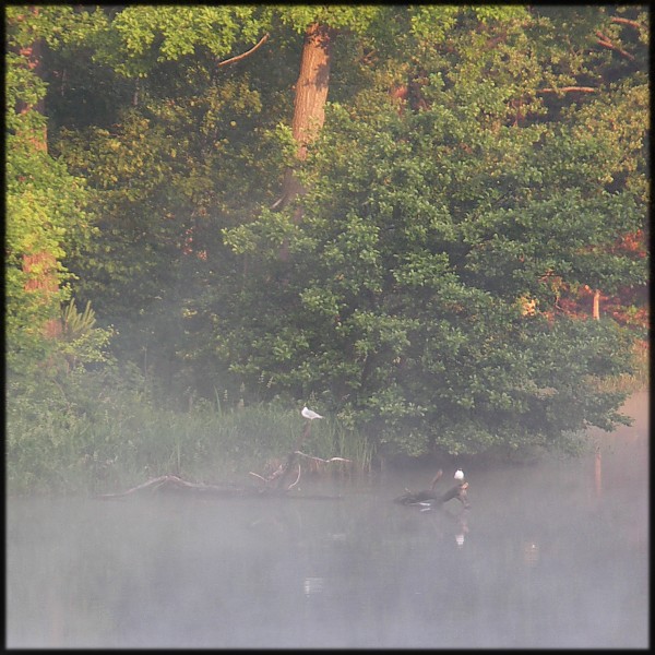 Wczytywanie Obrazu...