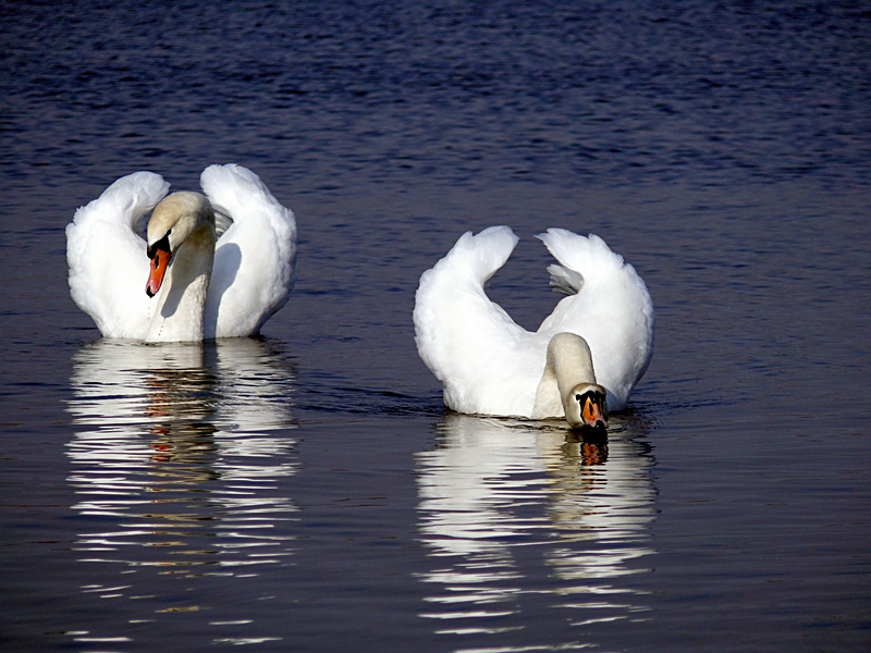 Wczytywanie Obrazu...