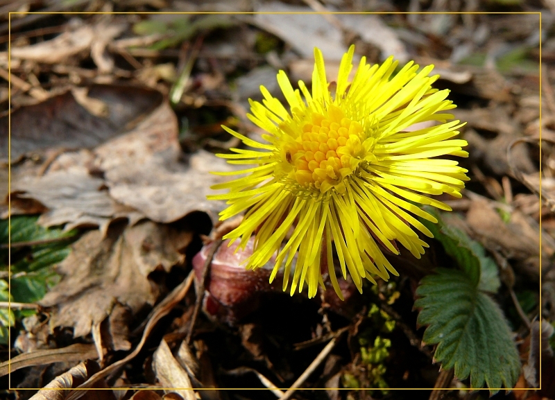 Wczytywanie Obrazu...