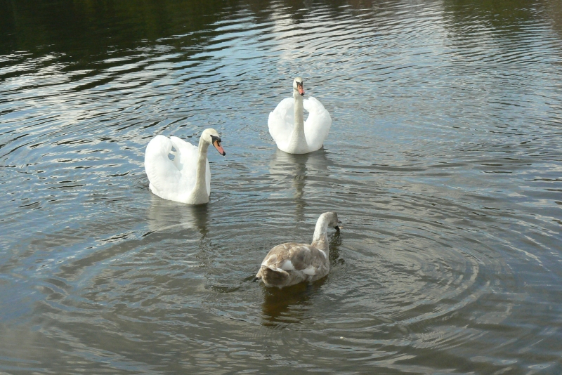 Wczytywanie Obrazu...