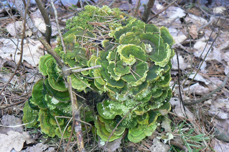 Wczytywanie Obrazu...