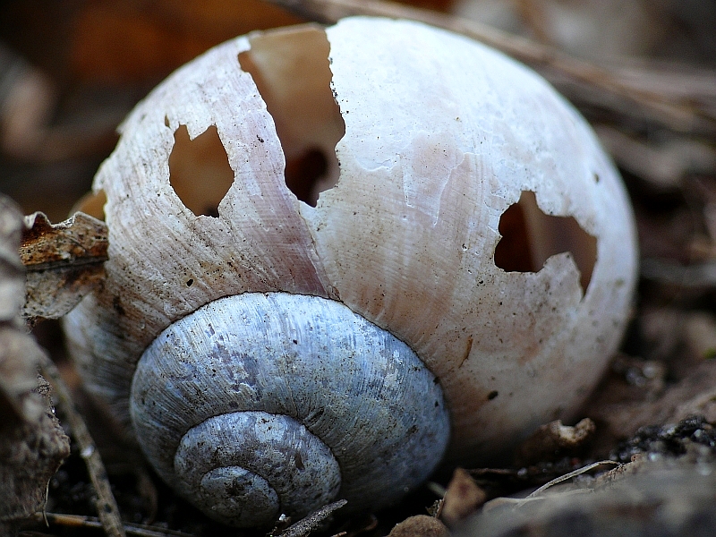 Wczytywanie Obrazu...