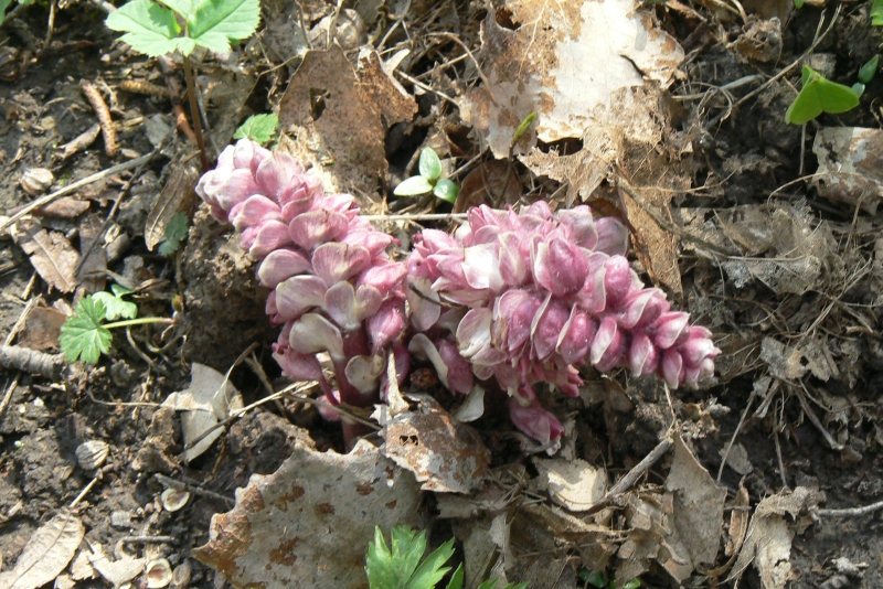 Wczytywanie Obrazu...