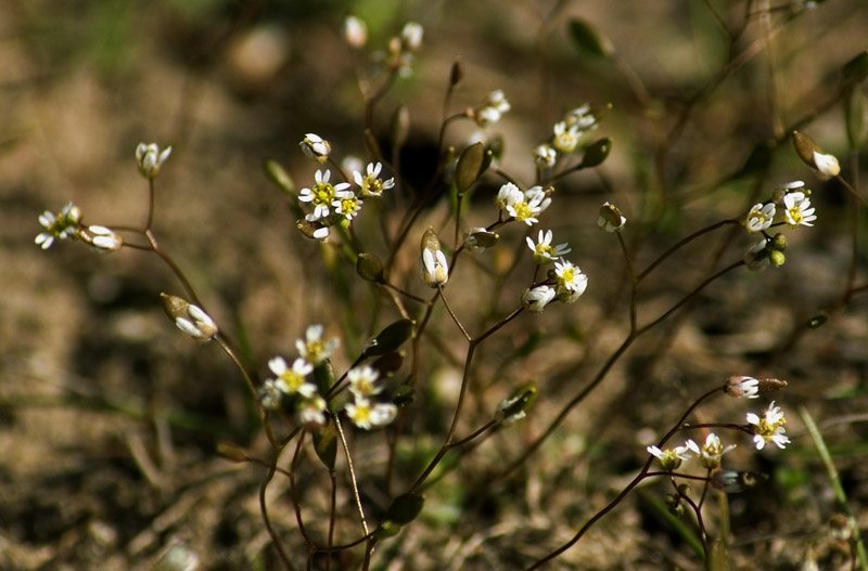 Wczytywanie Obrazu...