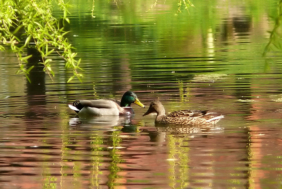 Wczytywanie Obrazu...