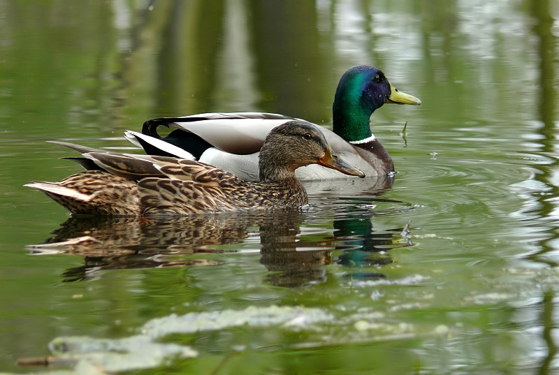 Wczytywanie Obrazu...