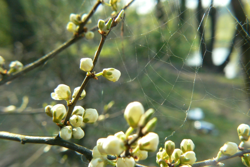 Wczytywanie Obrazu...