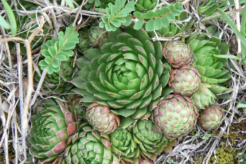 Wczytywanie Obrazu...