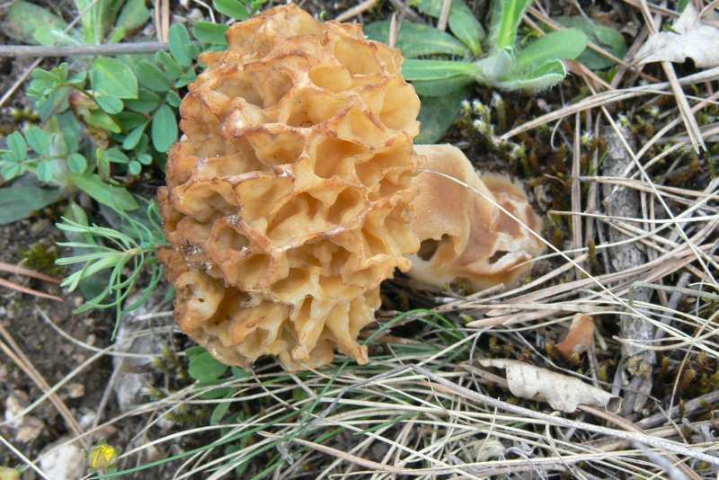 Wczytywanie Obrazu...