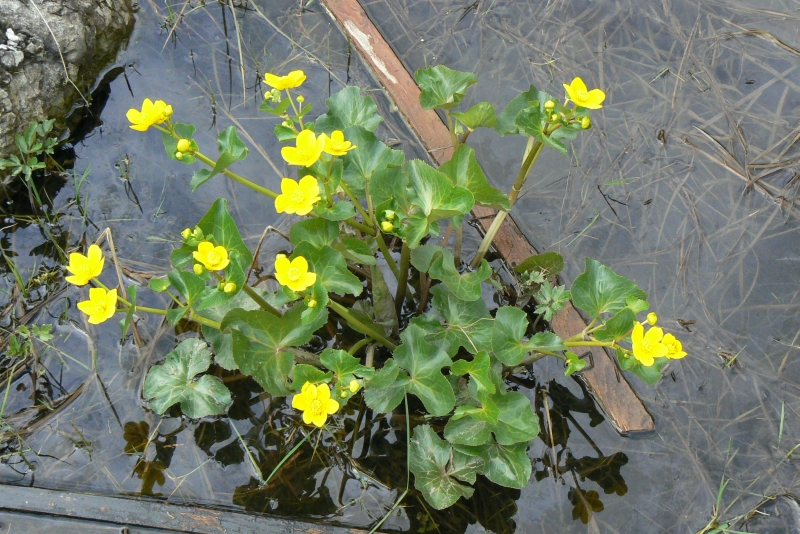 Wczytywanie Obrazu...