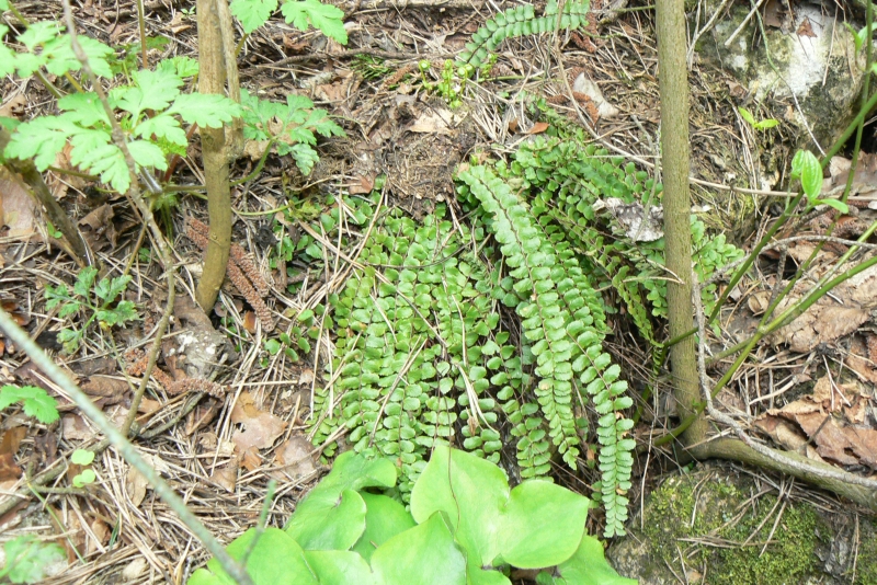 Wczytywanie Obrazu...