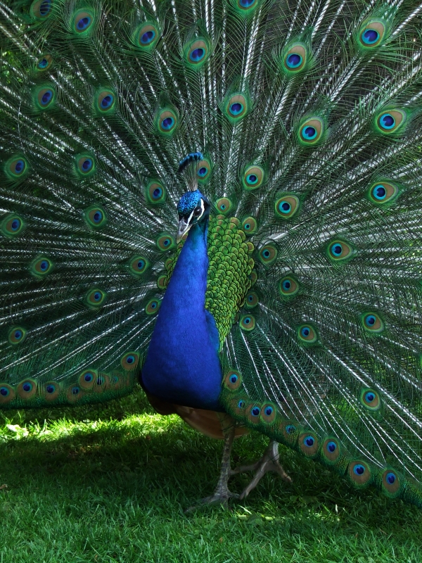 Wczytywanie Obrazu...