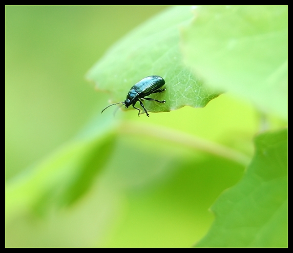 Wczytywanie Obrazu...