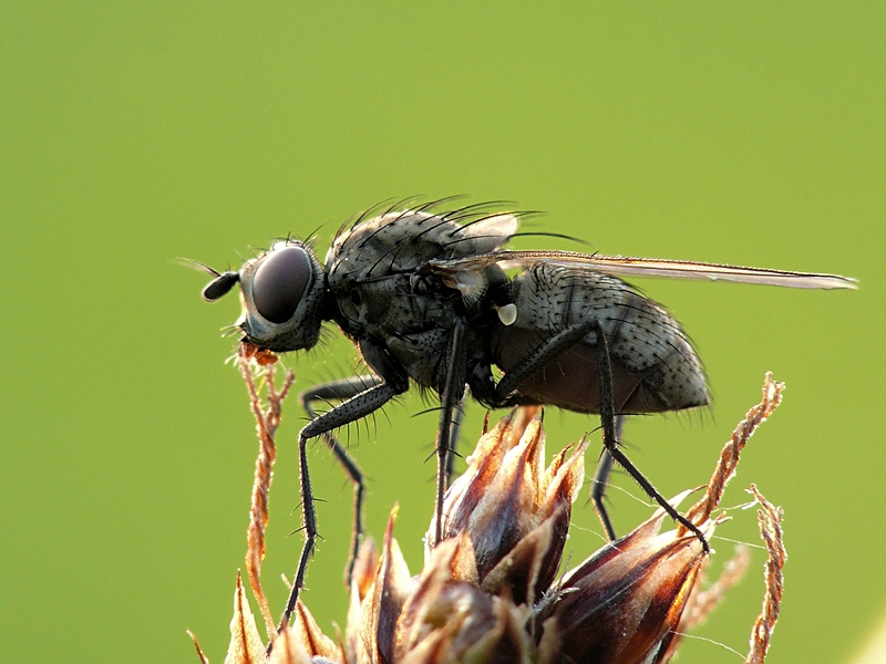 Wczytywanie Obrazu...