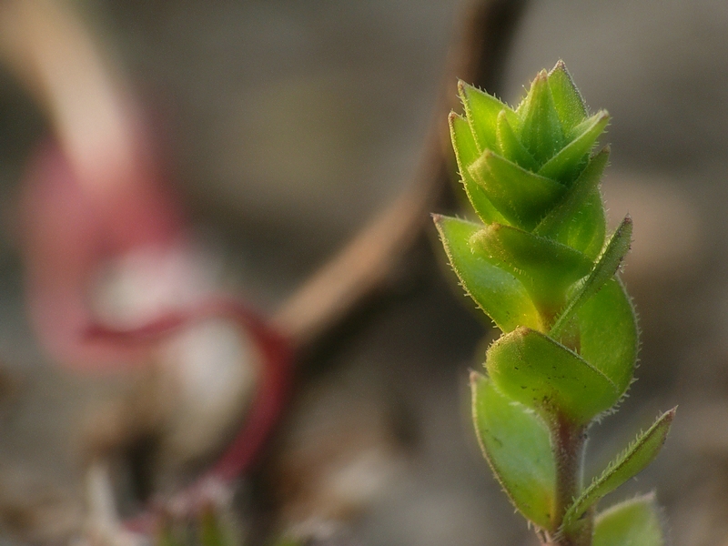 Wczytywanie Obrazu...