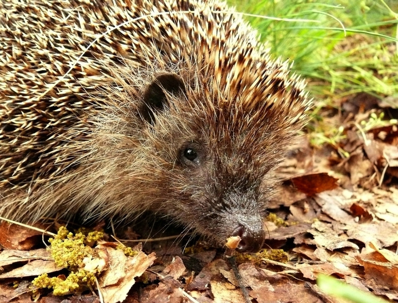 Wczytywanie Obrazu...