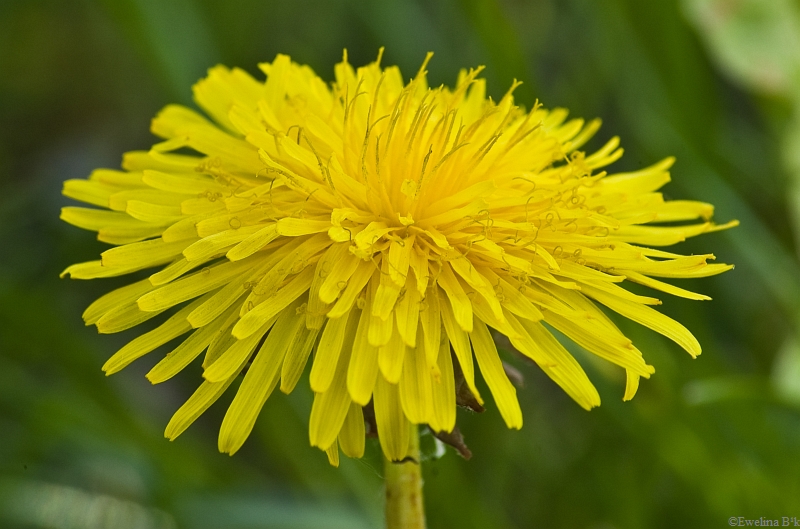 Wczytywanie Obrazu...