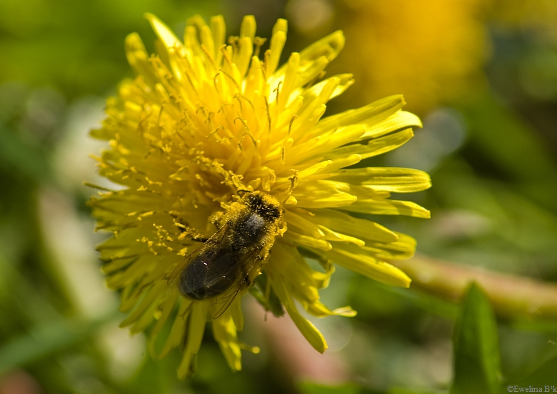 Wczytywanie Obrazu...