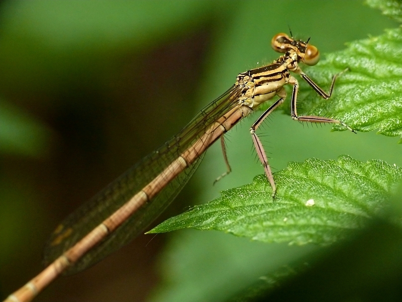 Wczytywanie Obrazu...