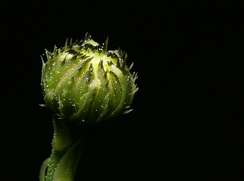 Wczytywanie Obrazu...