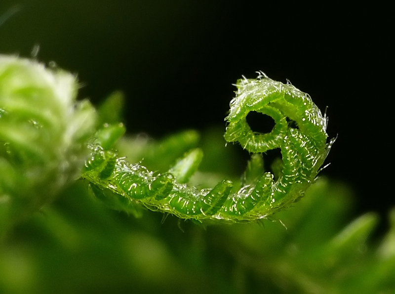 Wczytywanie Obrazu...