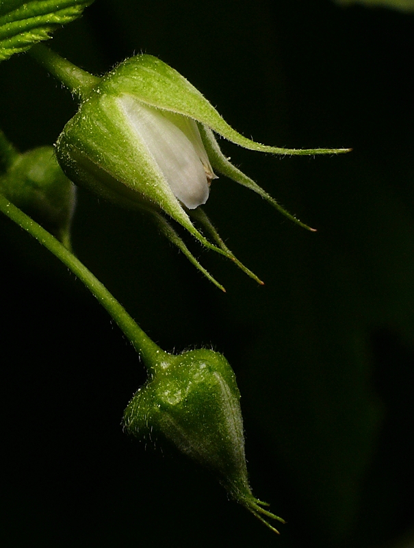 Wczytywanie Obrazu...