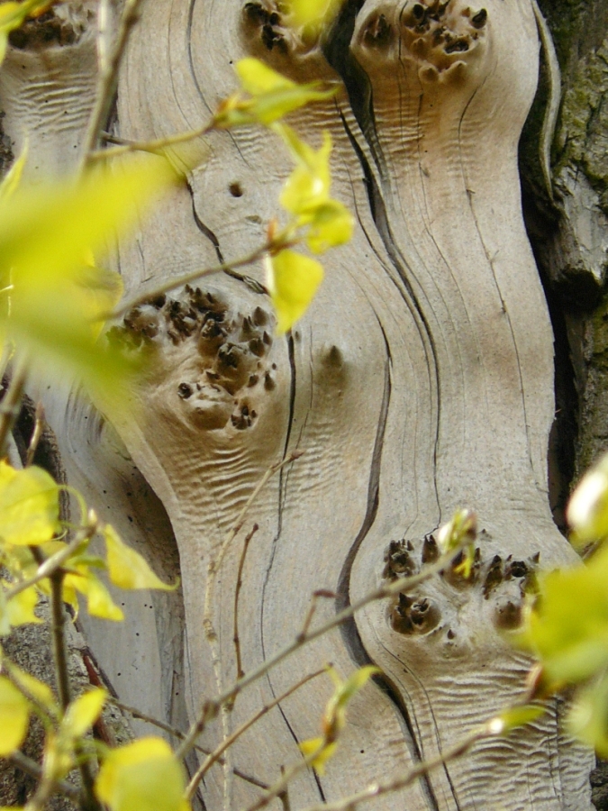 Wczytywanie Obrazu...