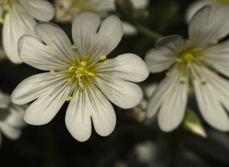 Wczytywanie Obrazu...