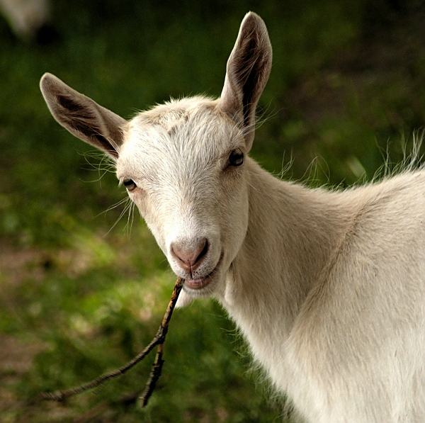 Wczytywanie Obrazu...