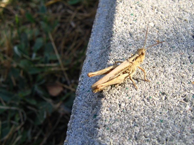 Wczytywanie Obrazu...