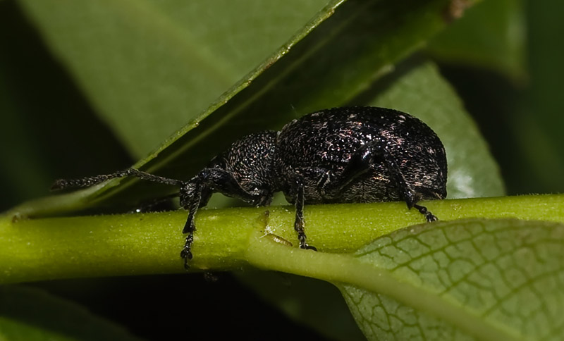 Wczytywanie Obrazu...