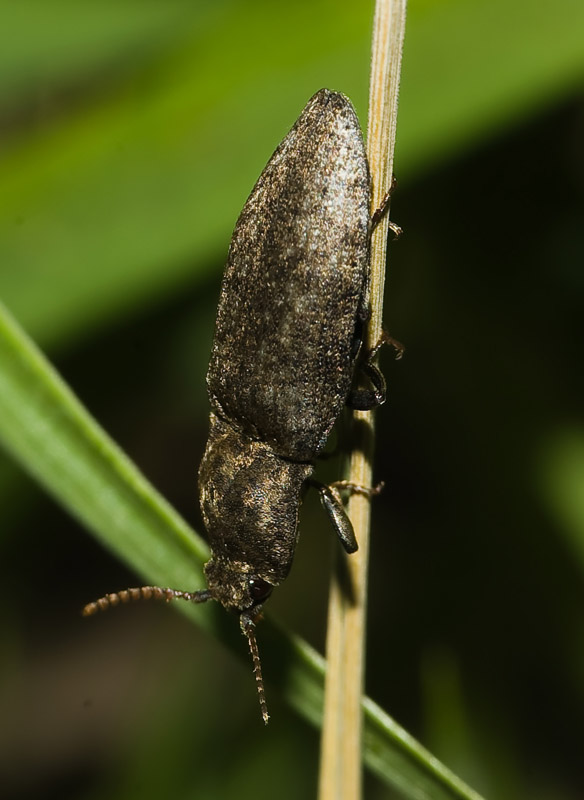 Wczytywanie Obrazu...